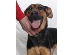 Adopt COOKIE a Doberman Pinscher, German Shepherd Dog