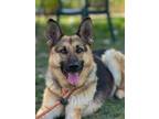 Adopt MINI MOUSE a German Shepherd Dog