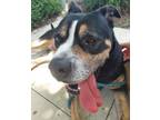 Adopt SAMANTHA a Staffordshire Bull Terrier, Mixed Breed