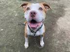 Adopt LILAC a Pit Bull Terrier