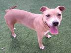 Adopt SAMANTHA a Staffordshire Bull Terrier