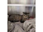 Adopt PEARL a American Shorthair