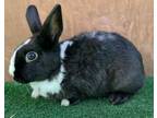 Adopt THUMPER a Bunny Rabbit