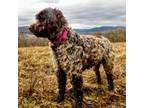 Portuguese Water Dog Puppy for sale in Harding, PA, USA