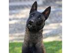 Adopt TRINITY a Belgian Shepherd / Malinois