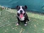 Adopt HIPPO a Pit Bull Terrier, Mixed Breed