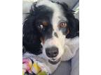 Adopt Saydee N 24034 a Cocker Spaniel, English Setter