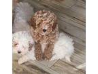 Poodle (Toy) Puppy for sale in Minneapolis, MN, USA