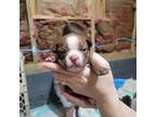 Boston Terrier Puppy for sale in Lumberport, WV, USA