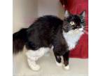 Adopt CJ a Domestic Medium Hair