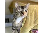 Adopt Checkers a Domestic Short Hair