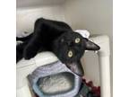 Adopt Chocolate Sprinkles a Domestic Short Hair