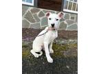 Adopt Chrystal a American Staffordshire Terrier, Jack Russell Terrier