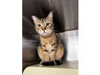 Adopt Flower a Domestic Short Hair