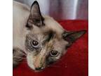 Adopt Pear a Siamese