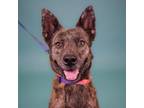 Adopt Bindi a Dutch Shepherd