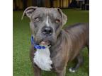 Adopt Eve a American Staffordshire Terrier