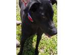 Adopt KAHLEE a Black Mouth Cur