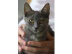 Adopt Rascal a Domestic Short Hair