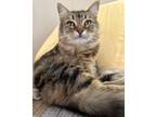 Adopt Sylvie a Maine Coon