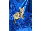 Adopt Olivia a Bengal