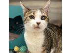 Adopt Izzy a Domestic Short Hair