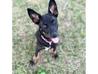 Adopt Kamila a Australian Cattle Dog / Blue Heeler