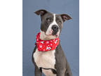 Adopt Survivor a Pit Bull Terrier, Mixed Breed