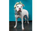 Adopt Mewtwo - AVAILABLE BY APPOINTMENT a Pit Bull Terrier, Mixed Breed