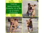 Adopt 2024-03-057 *Tawny* a Pit Bull Terrier