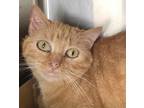 Adopt Yoko a Tabby, Domestic Short Hair