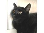 Adopt Yuri a Domestic Short Hair