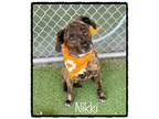 Adopt NIKKI a Pit Bull Terrier