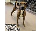 Adopt GYPSY a Mixed Breed