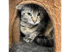 Adopt Iris a Domestic Short Hair