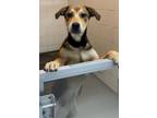 Adopt Elora a Greater Swiss Mountain Dog, German Shepherd Dog