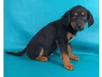 Adopt Emme a Greater Swiss Mountain Dog, German Shepherd Dog