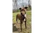 Adopt June Bug a Staffordshire Bull Terrier, Greyhound