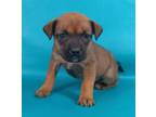 Adopt Cove a Boxer, Mixed Breed