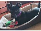 Adopt Carly a Border Collie, Boxer