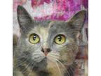 Adopt Bean Sprout a Dilute Tortoiseshell, Domestic Short Hair