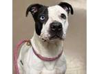 Adopt Lucia 304 a Pit Bull Terrier