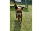 Adopt Chae a Pit Bull Terrier, Mixed Breed