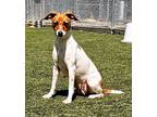 Adopt Layla a Jack Russell Terrier