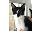 Adopt KITTEN - Venetian a Domestic Short Hair