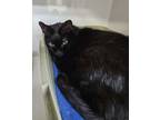 Adopt Gloria a Domestic Short Hair