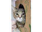 Adopt Moesha a Domestic Short Hair