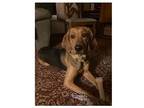 Adopt Carlie-In a Foster Home a Plott Hound