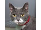 Adopt Miz Kitty a Domestic Short Hair