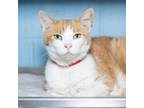 Adopt Arya a Domestic Short Hair